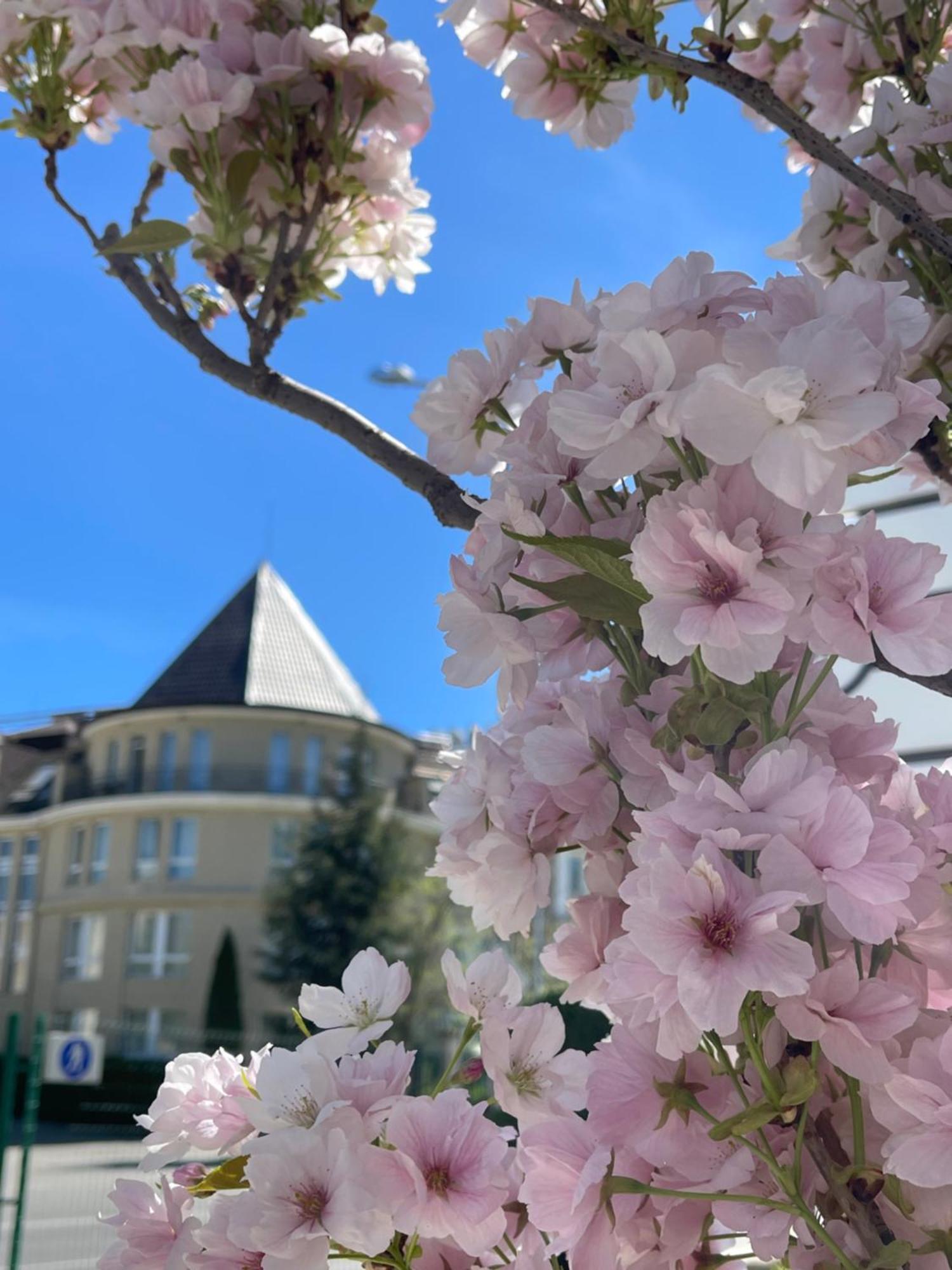 Maison Sofia - Mgallery Eksteriør bilde Cherry blossoms in the neighborhood